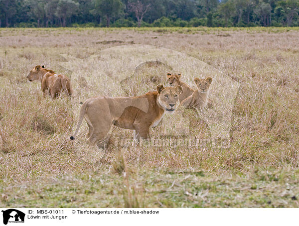 Lwin mit Jungen / lioness with cub / MBS-01011