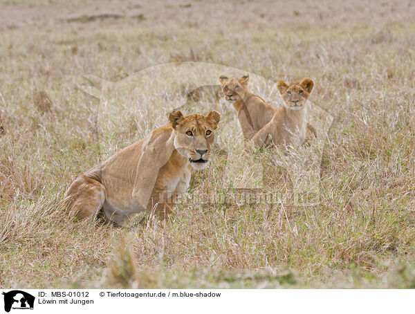 Lwin mit Jungen / lioness with cub / MBS-01012