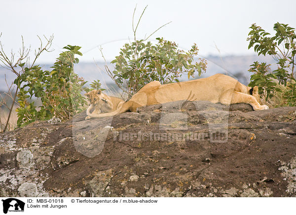 Lwin mit Jungen / lioness with cub / MBS-01018