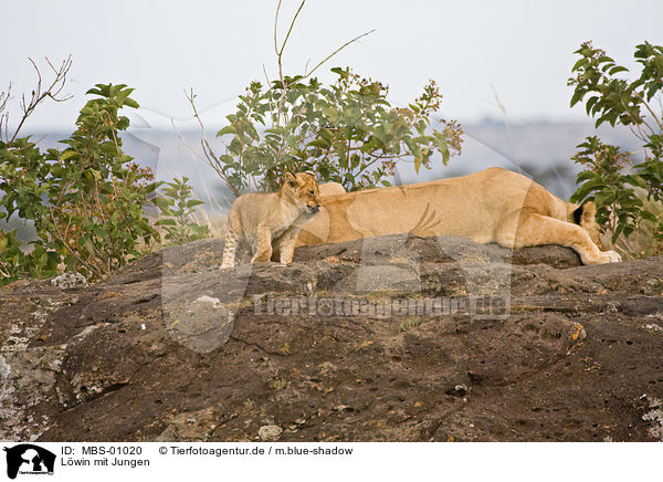 Lwin mit Jungen / lioness with cub / MBS-01020