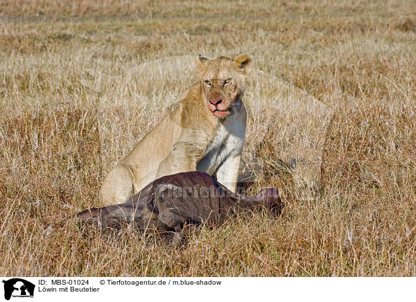 Lwin mit Beutetier / lioness with prey / MBS-01024