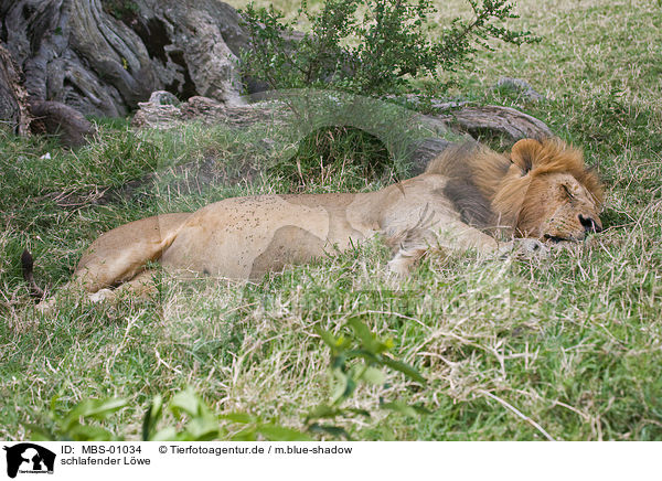 schlafender Lwe / sleeping lion / MBS-01034