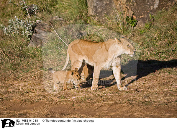 Lwin mit Jungen / lioness with cub / MBS-01038