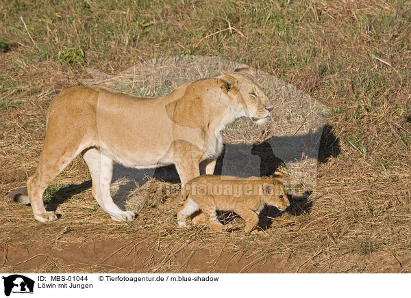 Lwin mit Jungen / lioness with cub / MBS-01044