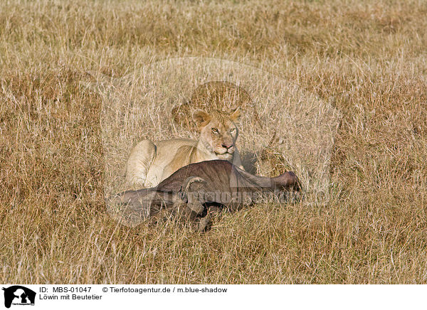 Lwin mit Beutetier / lioness with prey / MBS-01047