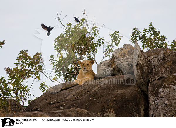 Lwe / lion / MBS-01167