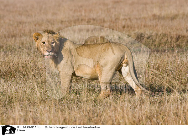 Lwe / lion / MBS-01185