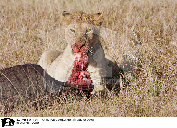 fressender Lwe / eating lion / MBS-01194