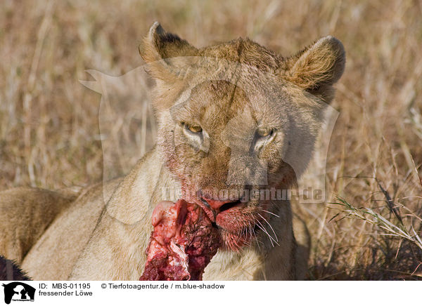 fressender Lwe / eating lion / MBS-01195