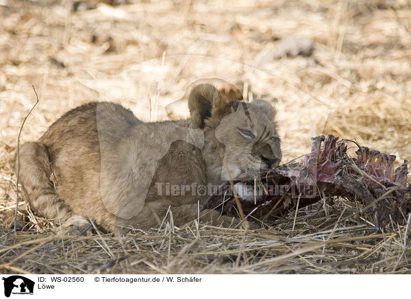 Lwe / lion / WS-02560