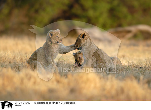 Lwen / lions / DV-01763