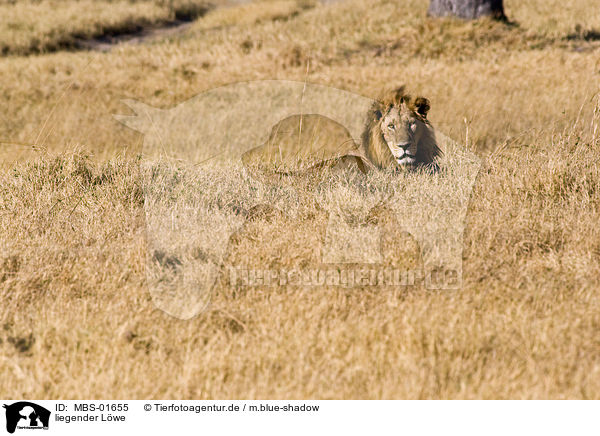 liegender Lwe / lying lion / MBS-01655