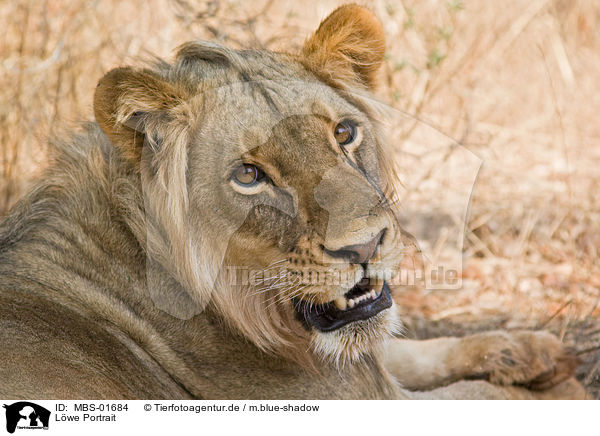Lwe Portrait / MBS-01684