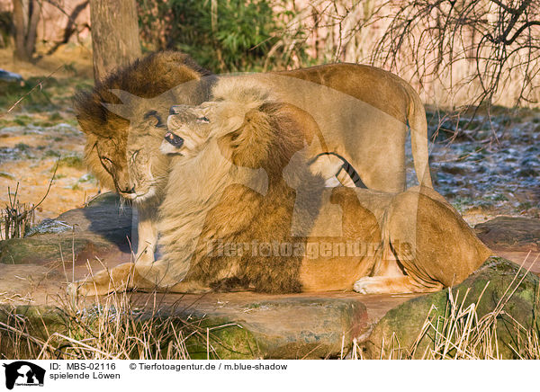 spielende Lwen / playing lions / MBS-02116
