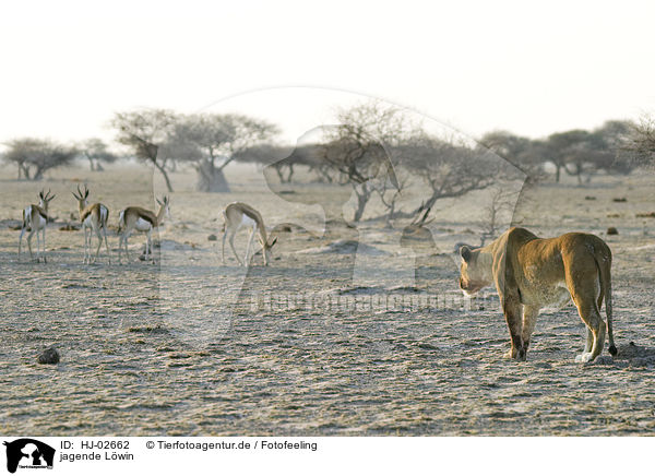 jagende Lwin / hunting lioness / HJ-02662