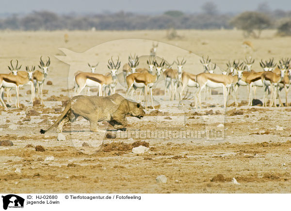 jagende Lwin / hunting lioness / HJ-02680