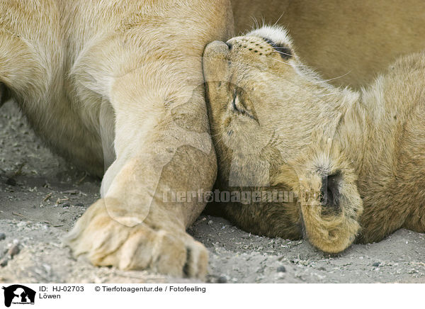 Lwen / lions / HJ-02703