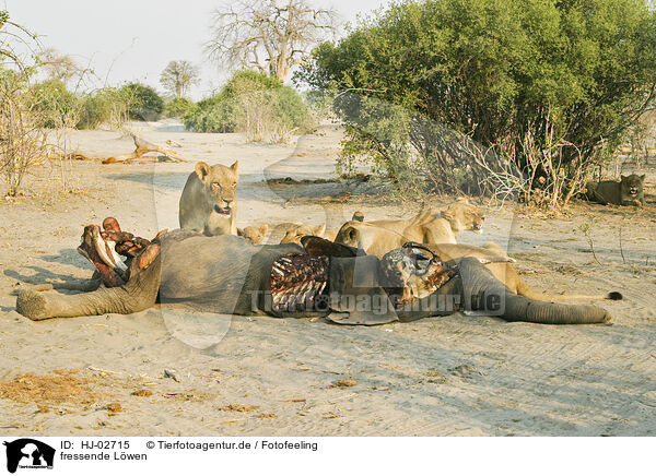 fressende Lwen / eating lions / HJ-02715