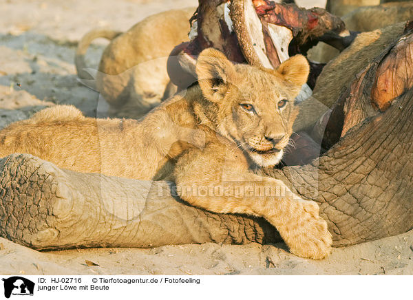 junger Lwe mit Beute / young lion with prey / HJ-02716
