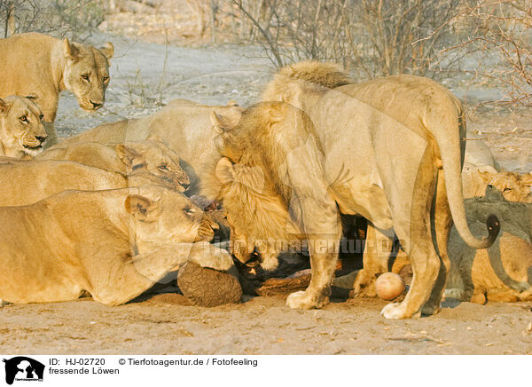 fressende Lwen / eating lions / HJ-02720