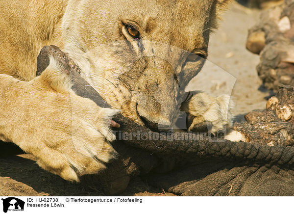fressende Lwin / eating lioness / HJ-02738