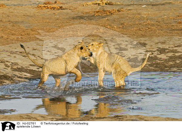 spielende Lwen / playing lions / HJ-02761