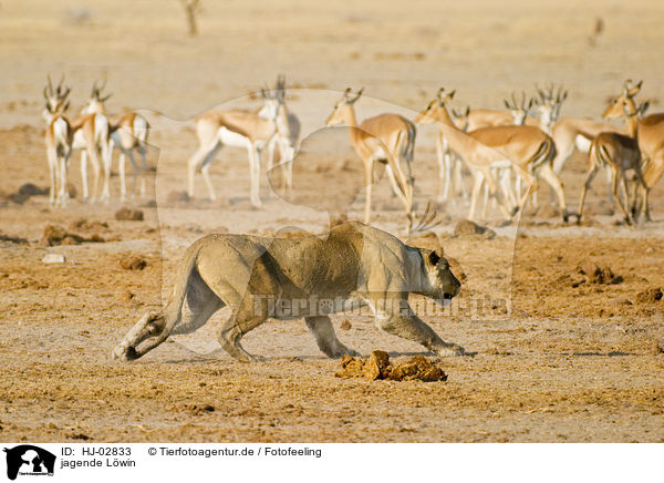 jagende Lwin / hunting lioness / HJ-02833