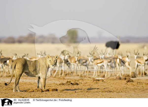 jagende Lwin / hunting lioness / HJ-02835