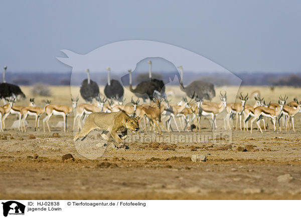 jagende Lwin / hunting lioness / HJ-02838