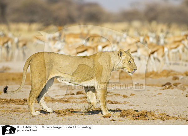 jagende Lwin / hunting lioness / HJ-02839