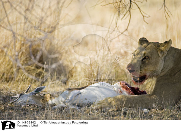 fressende Lwin / eating lioness / HJ-02842