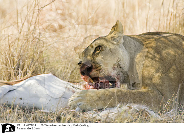 fressende Lwin / eating lioness / HJ-02864