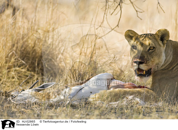 fressende Lwin / eating lioness / HJ-02865