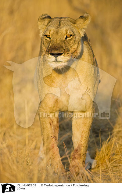 Lwin / lioness / HJ-02869