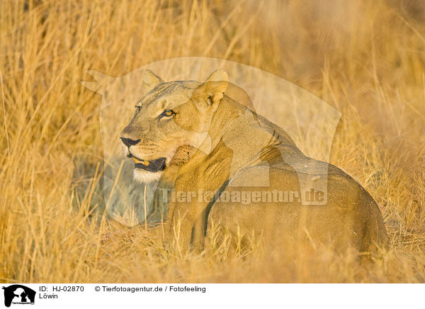 Lwin / lioness / HJ-02870