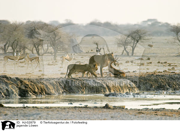 jagende Lwen / hunting lions / HJ-02879