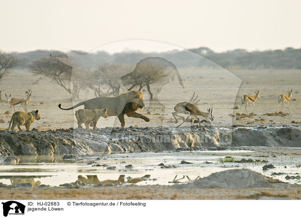 jagende Lwen / hunting lions / HJ-02883