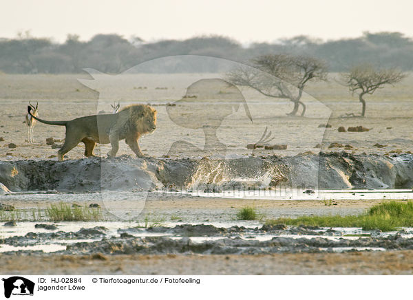 jagender Lwe / hunting lion / HJ-02884