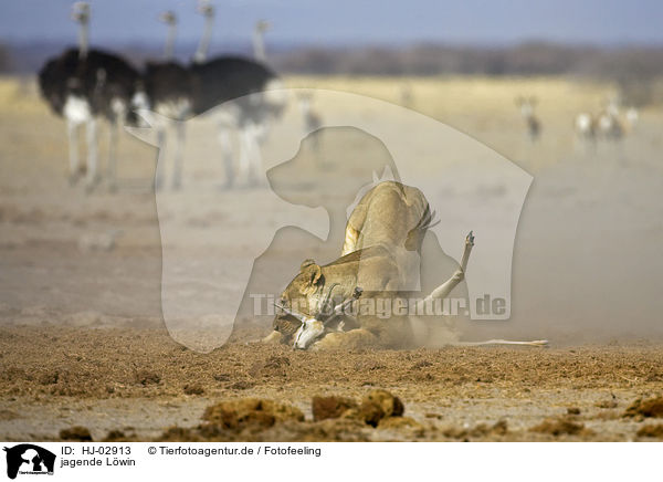 jagende Lwin / hunting lioness / HJ-02913