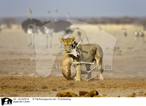 jagende Lwin / hunting lioness / HJ-02914