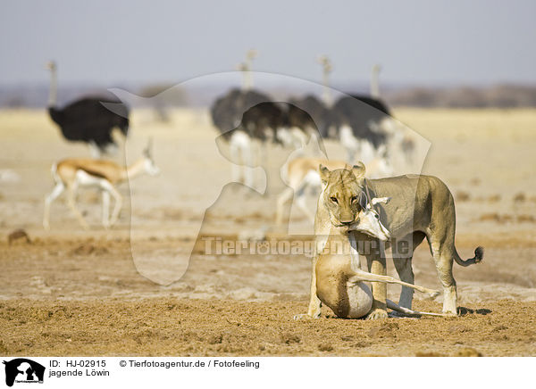 jagende Lwin / hunting lioness / HJ-02915