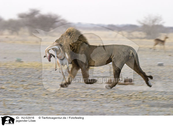 jagender Lwe / hunting lion / HJ-02916