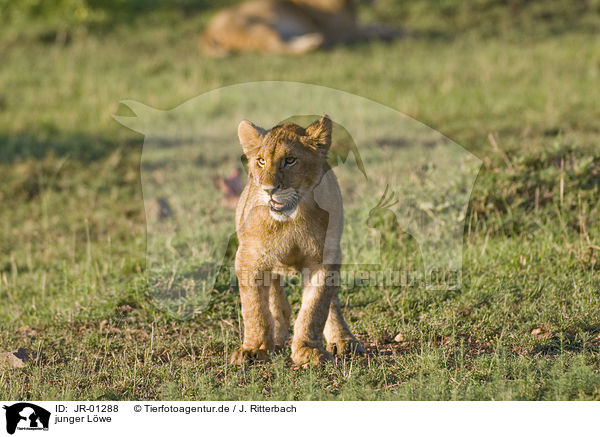 junger Lwe / young lion / JR-01288