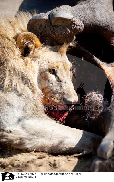 Lwe mit Beute / lion with prey / MAZ-03026