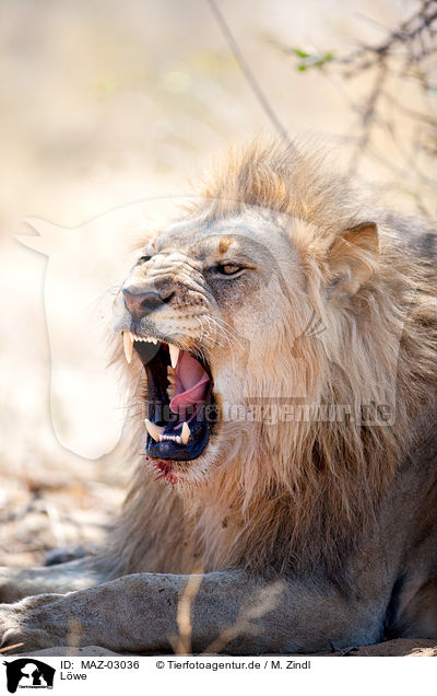 Lwe / lion / MAZ-03036
