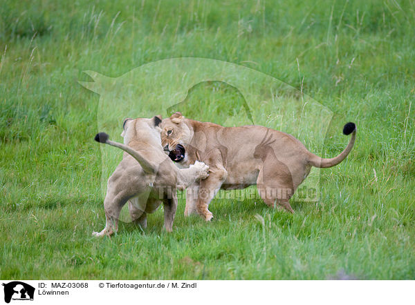 Lwinnen / lionesses / MAZ-03068