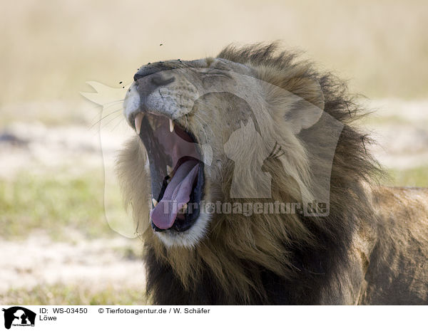 Lwe / lion / WS-03450