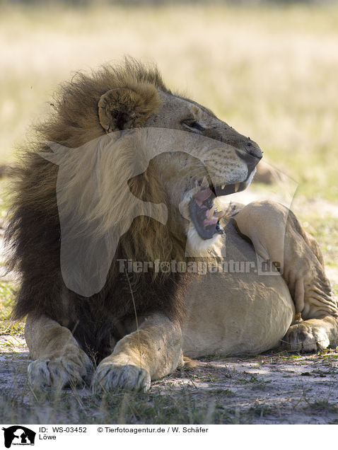 Lwe / lion / WS-03452