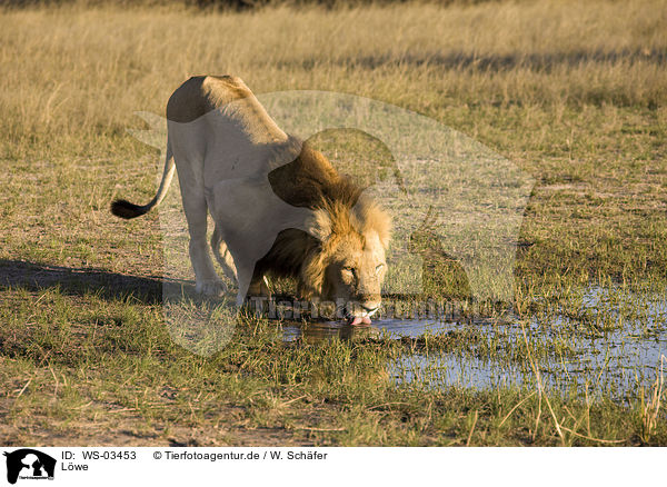 Lwe / lion / WS-03453