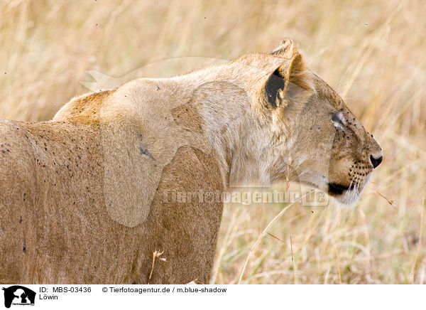 Lwin / lioness / MBS-03436